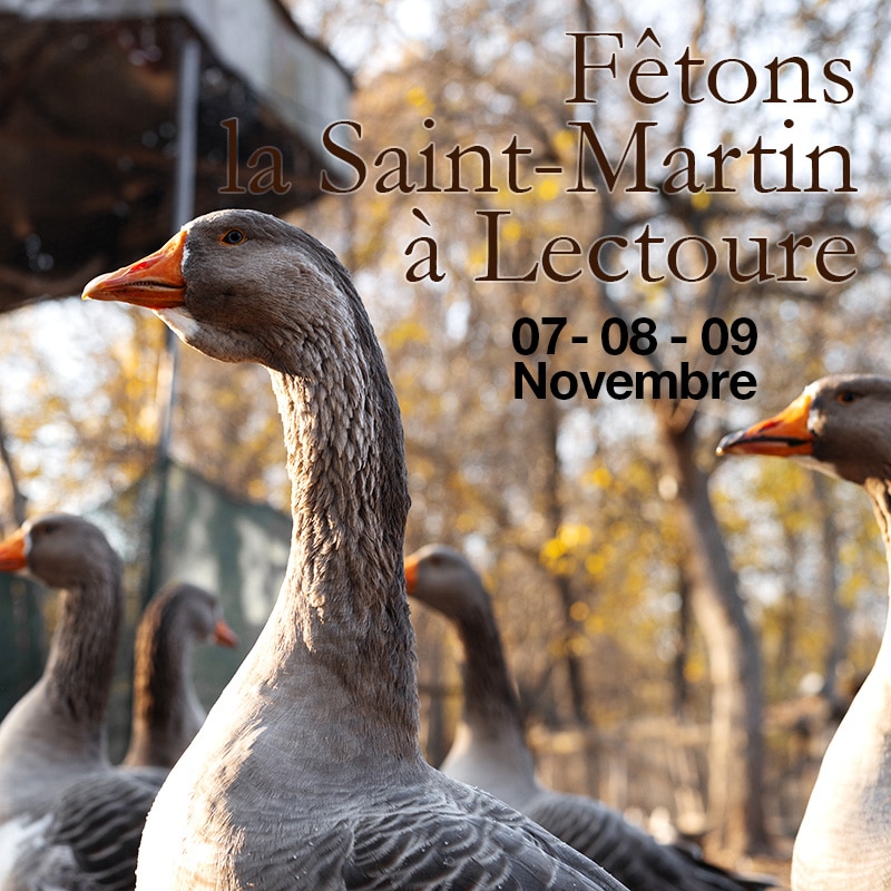 Portrait d'une oie de Lectoure pour une affiche qui annonce la Fêt de la Saint Martine à Lectoure les 7, 8 et 9 novembre 2025.